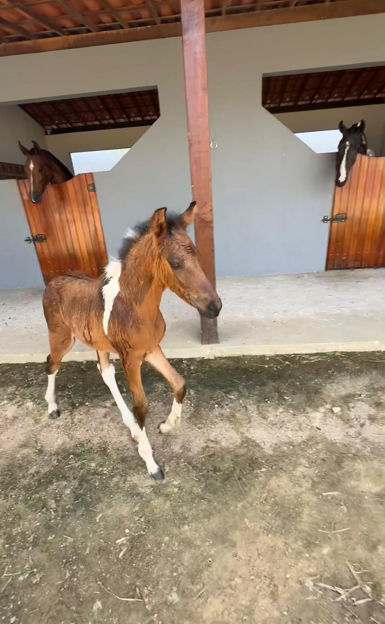 Égua + Potro ou R$30.000,00